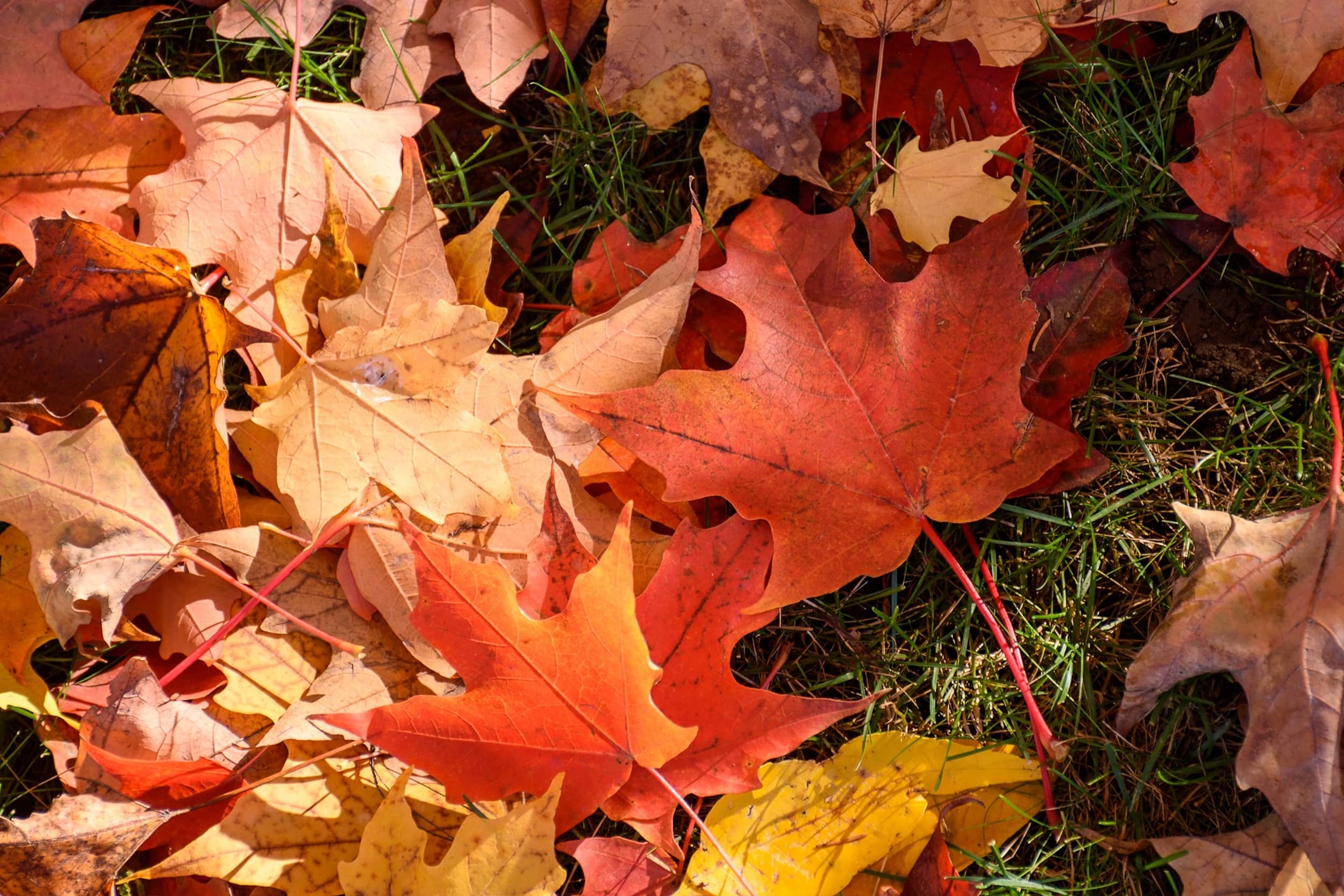 Your fall. Raking leaves. Фото картинок raking leaves.